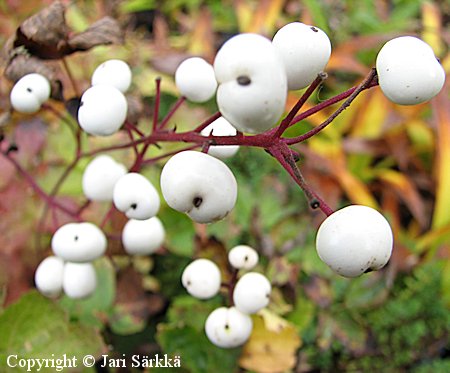 Actaea spicata mustakonnanmarja valkoinen Actaea spicata mustakonnanmarja valkoinen